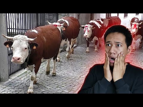 Видео: Мыналар өзі сиырларды қалай сояды? Бұл жайында көбі біле бермейді