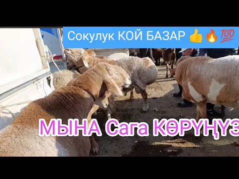 Видео: КОЙ БАЗАР СОКУЛУК МАЛ БАЗАР 15-СЕНТЯБРЬ 2024 реклама учун Воцапп 0707-388-350