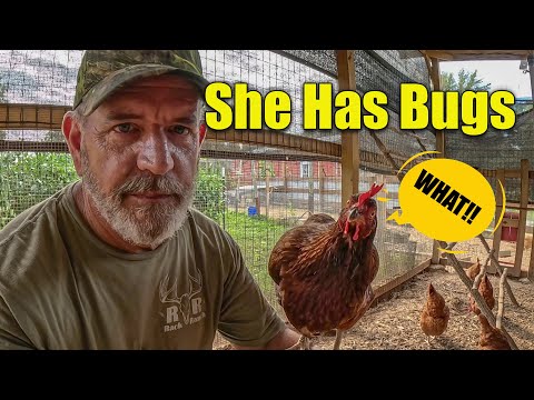 Видео: Как быстро уничтожить клещей у кур