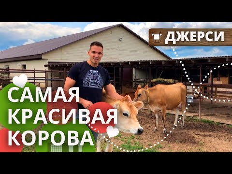 Видео: Коровы джерсейской породы |  Коровы Джерси: содержание, питание, общение