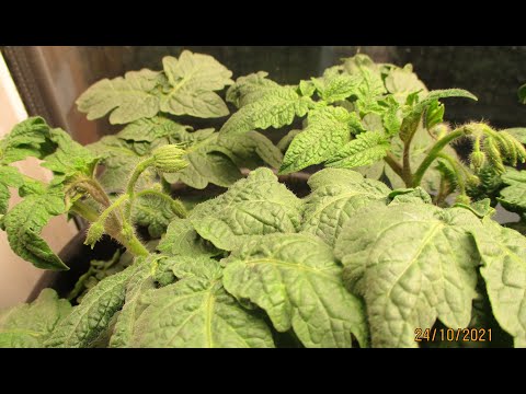 Видео: Огород на окне. Как вырастить томаты зимой в домашних условиях и получить хороший урожай?