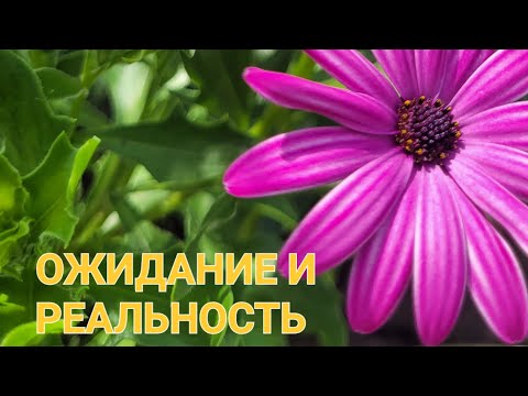 Видео: Обзор цветов из семян #дача  #цветы #garden 