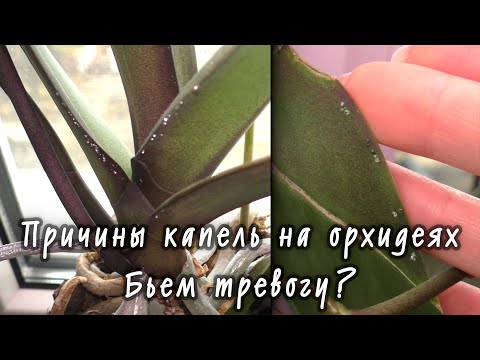 Видео: Липкие капли -КЛЕЩ, ВРЕДИТЕЛИ!? БЕЗ ПАНИКИ! ПОЧЕМУ ОРХИДЕЯ "ПЛАЧЕТ"... ПРИЧИНЫ и ПОСЛЕДСТВИЯ...