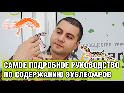 Видео: Эублефар — Содержание геккона в домашних условиях
