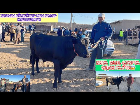 Видео: ХОРАЗМ КЎШКЎПИР КУМ БОЗОР МОЛ БОЗОРИ БИТА  МОЛ.4.ОДАМ ГА ЎТИ 18-сентября 2025 г.