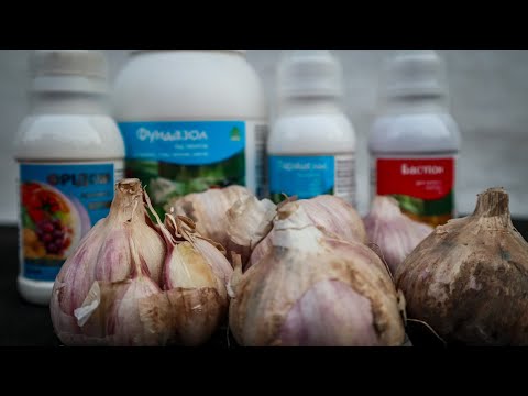 Видео: Сусіди будуть Заздрити вашому Часнику-Розповідаю СВІЙ Секрет