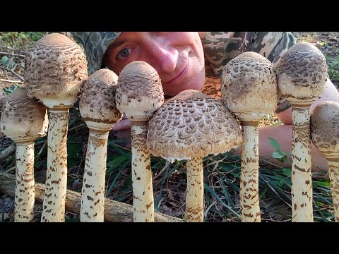 Видео: ГРИБЫ - МИКРОФОНЫ! Собираем Зонтик пёстрый с закрытой шляпкой. ВЫ НЕ БОИТЕСЬ?