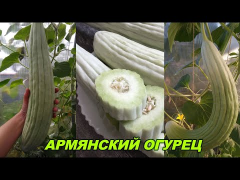 Видео: 🌱Армянский  огурец🌱 Обзор на экзотический овощ🌱