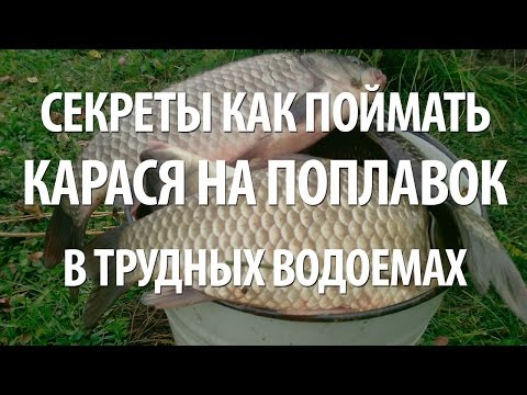 Видео: СЕКРЕТЫ ПОПЛАВОЧНОЙ РЫБАЛКИ на КАРАСЯ. ЛОВЛЯ РЫБЫ КАРАСЬ в ТРУДНЫХ ВОДОЕМАХ