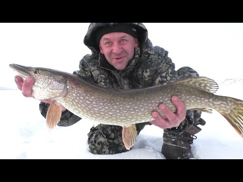 Видео: Щуки Мамки на жерлицы дали жару! Лыткино, рыбалка зимой!