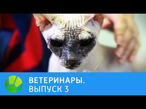 Видео: Ветеринары. Попугай, собачка, кошка, лиса | Живая Планета