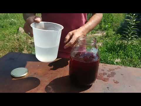 Видео: НАСТОЙКА ИЗ ЕЖЕВИКИ