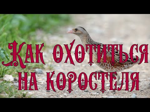 Видео: Как охотиться на коростеля со спаниелем?