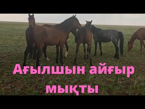 Видео: Ағылшын айғыр биені шығарды!