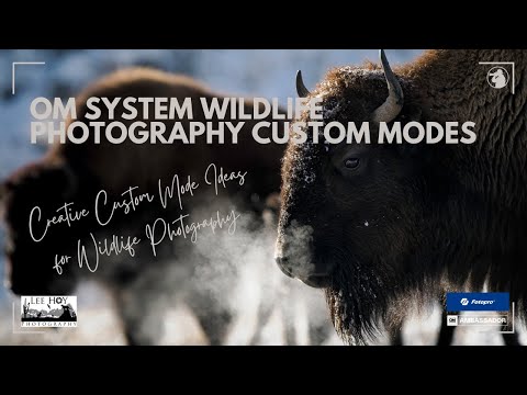 Видео: Система OM для фотосъемки дикой природы — рекомендации пользовательского режима