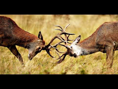 Видео: День 2. Тема 1. Регуляция численности популяции. Гомеостаз