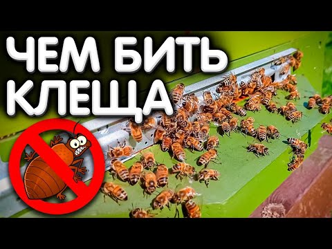 Видео: Чем БИТЬ клеща Варроа? Выбирать пчеловоду.