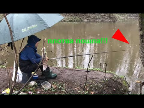 Видео: Очень много плотвы весной на поплавок. Маховое удилище в апреле 2021