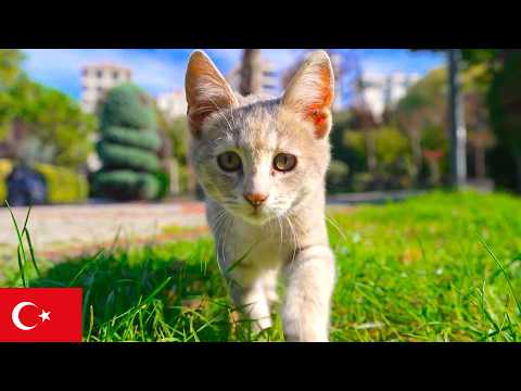 Видео: Кошка из Стамбула пришла поздороваться [4K]