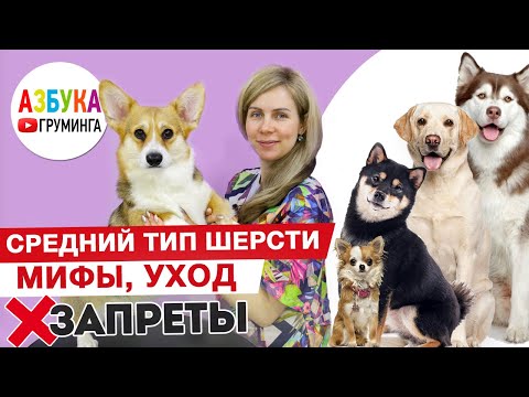 Видео: Уход за природным типом шерсти. Груминг вельш корги, мифы, бритье