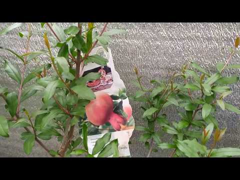 Видео: Гранат  Первый опыт прививок