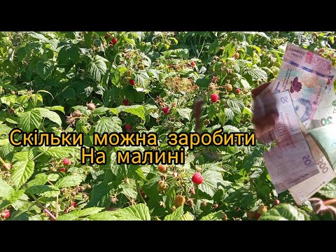 Видео: Скільки можна заробити на малині