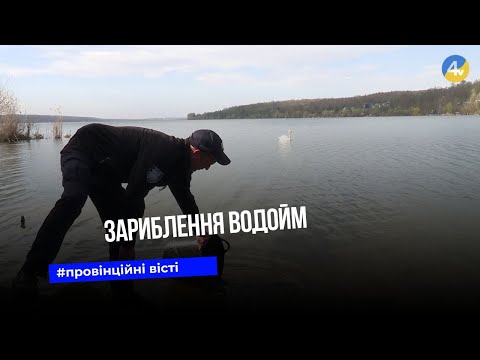 Видео: У селі Івачів у місцеву водойму випустили понад 2 тонни риби, щоб покращити екологічний стан річки