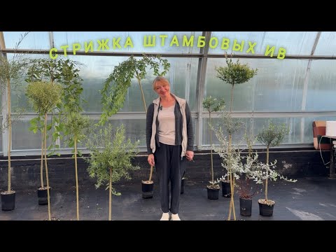 Видео: Стрижка штамбовых ив. Мастер-класс. Русская ива.