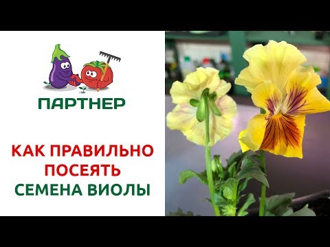 Видео: КАК ПРАВИЛЬНО ПОСЕЯТЬ СЕМЕНА ВИОЛЫ