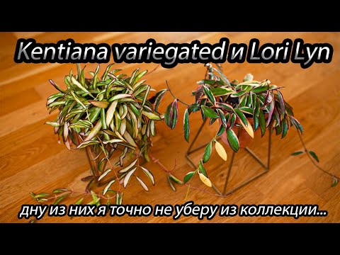 Видео: Kentiana variegated и Lori Lyn-одну из них я точно не уберу из коллекции...