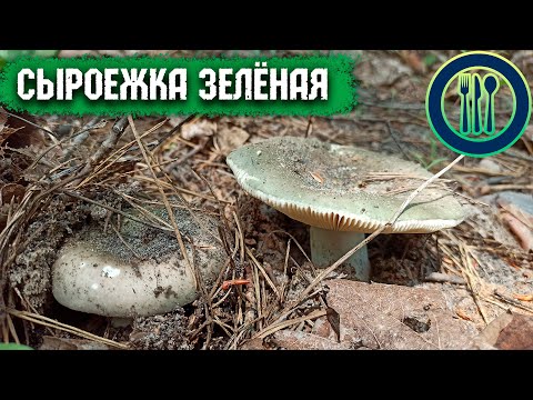 Видео: Сыроежка зелёная - прекрасный гриб. Грибы летом.