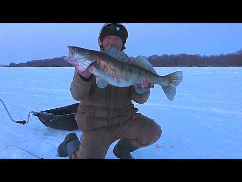 Видео: Выход крупных СУДАКОВ! Ловля судака зимой! Зимняя рыбалка 2025!