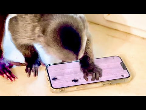 Видео: ПРОСТО СМЕХ! Финик ЛОВИТ ЖУЧКОВ В ТЕЛЕФОНЕ, а потом принялся ОБРЫВАТЬ ОБОИ, растет