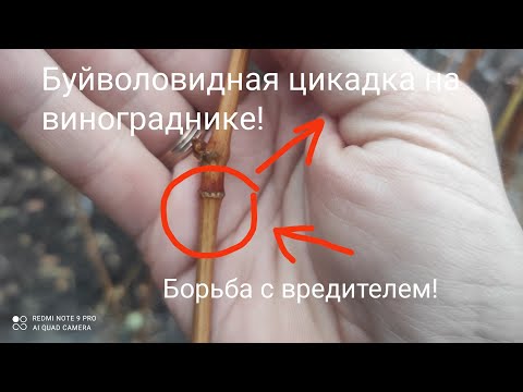 Видео: Цикадка на винограднике🍇 Как бороться с  вредителем пишем в комментариях!