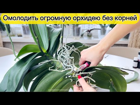 Видео: После пересадки орхидеи за неделю пропали все корни / Вынужденное омоложение огромной орхидеи