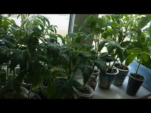 Видео: Что делать,чтобы рассада томатов не перерастала?10 способов предупреждения вытягивания рассады