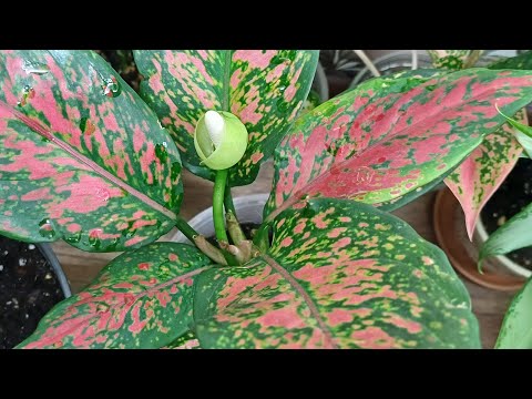 Видео: Аглаонемы / Моя коллекция / Ноябрь 23'🪴💖