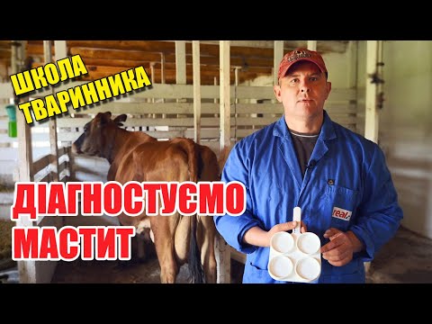 Видео: Мастит у корів, субклінічна форма: симптоми, діагностика, лікування | Школа тваринника | Куркуль