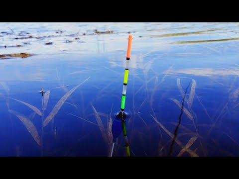 Видео: ВОТ ЭТО КАРАСЯТА!!! Ловля на подсечку! Открытие сезона 2024 !Пикер, Поплавок, Фидер, кто кого?!).