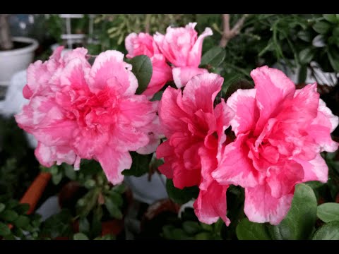 Видео: Как черенковать азалии японские? | Rhododendron obtusum