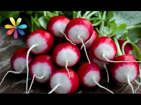 Видео: Вы и ваши близкие не будете болеть, выбрав полезную редьку! – Все буде добре. Выпуск 699 от 04.11.15