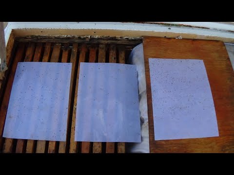Видео: Тесты обработок от клеща варроа