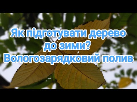 Видео: Вологозарядковий полив. Важливий в підготовці до зими💚