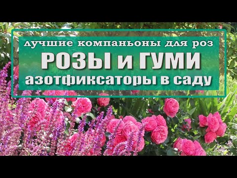 Видео: компаньоны для роз / ГУМИ / азотфиксаторы в цветниках / азотфиксирующие растения польза