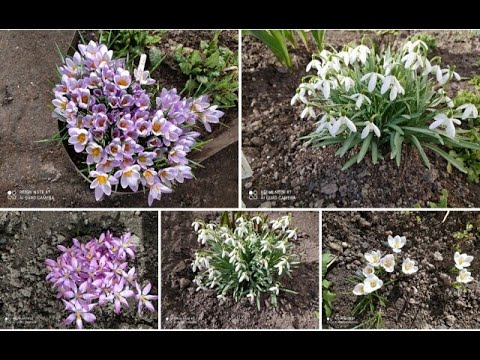 Видео: Мелколуковичные - Подснежники, Крокусы, Сцила, Мускари, Пушкиния. Подкормка и уход . 🌸🌸🌸
