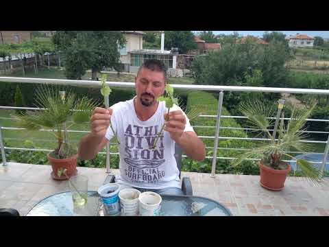 Видео: Размножение винограда зелеными черенками летом