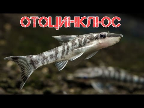 Видео: ОТОЦИНКЛЮС. СОДЕРЖАНИЕ И РАЗВЕДЕНИЕ В АКВАРИУМЕ