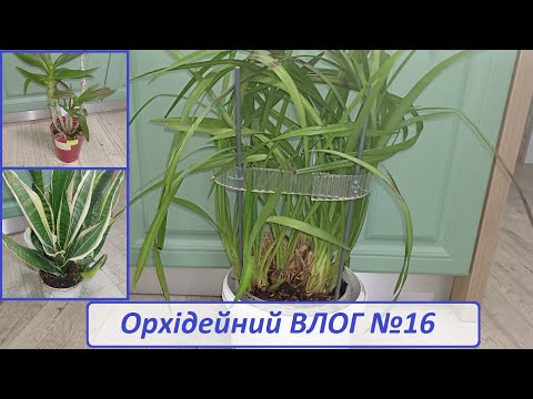 Видео: Орхідейний КОРОЛЬ та дендрофаленопсіс готуються до КВІТУВАННЯ, а Сансевієрія "втікає" з горщика