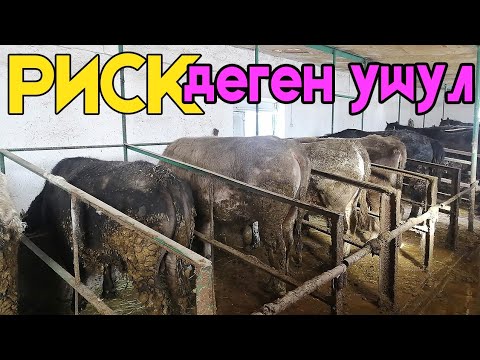 Видео: ДУХТУ КӨТӨРСҮН ДЕП КАЙРА БАРДЫМ 💪