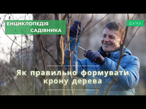 Видео: Як Правильно Формувати Крону Дерева? Секрети Обрізки Плодових Дерев.